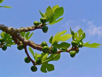 無花果樹 聖經|【聖經小百科】無花果